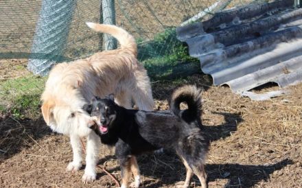 Der freundliche Micky sucht sein Glück