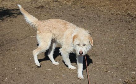 Der freundliche Micky sucht sein Glück