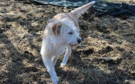 Der freundliche Micky sucht sein Glück