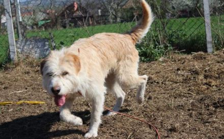 Der freundliche Micky sucht sein Glück