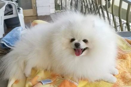 Süßer Welpe zu verkaufen