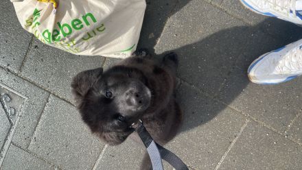 Labrador Mischling Kira