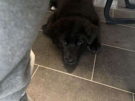 Labrador Mischling Kira