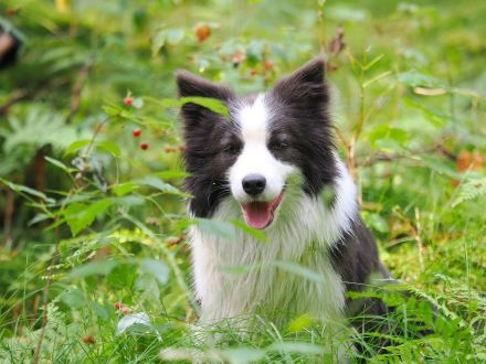 Border Collie