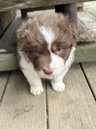 Australian Shepherd Welpen mit VDH Papieren