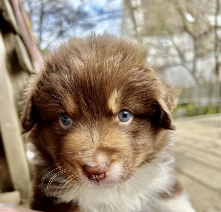 Australian Shepherd Welpen mit VDH Papieren
