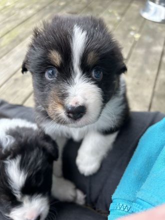 Australian Shepherd Welpen mit VDH Papieren
