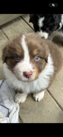 Australian Shepherd Welpen mit VDH Papieren