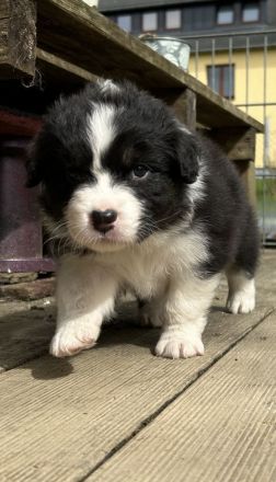 Australian Shepherd Welpen mit VDH Papieren