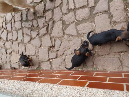 Rauhaardackel saifarben