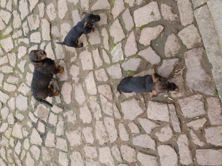 Rauhaardackel saifarben