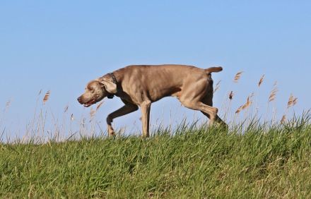 VDH Weimaraner Kurzhaar kastriert Naturbursche gesund und Top Fit