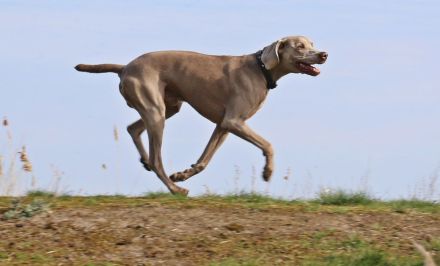 VDH Weimaraner Kurzhaar kastriert Naturbursche gesund und Top Fit