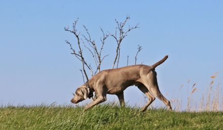 VDH Weimaraner Kurzhaar kastriert Naturbursche gesund und Top Fit