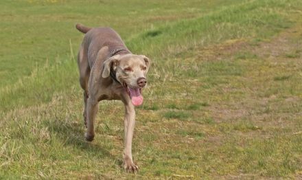 VDH Weimaraner Kurzhaar kastriert Naturbursche gesund und Top Fit