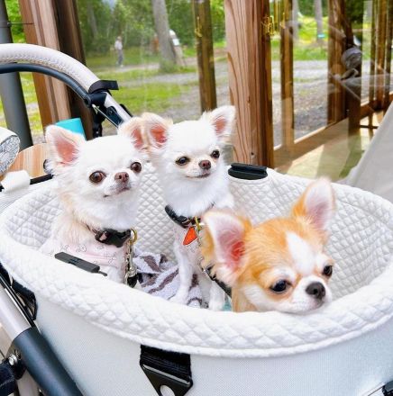 Niedliche Chihuahua-Welpen