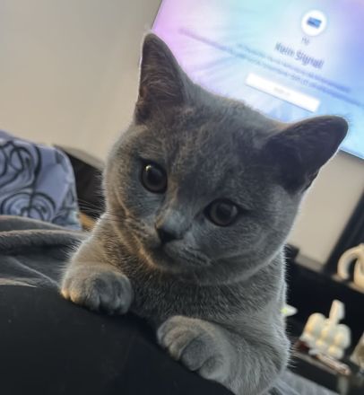 Wunderschöne BKH Katze zu Verkaufen - Weiblich