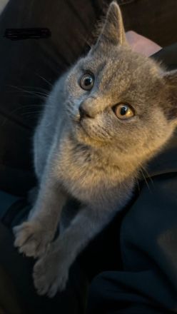 Wunderschöne BKH Katze zu Verkaufen - Weiblich