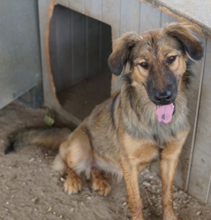 Soave und Moelleux, geb. ca. 12/2023, lebt in GRIECHENLAND, im städt. Tierheim Serres