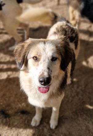 Soave und Moelleux, geb. ca. 12/2023, lebt in GRIECHENLAND, im städt. Tierheim Serres