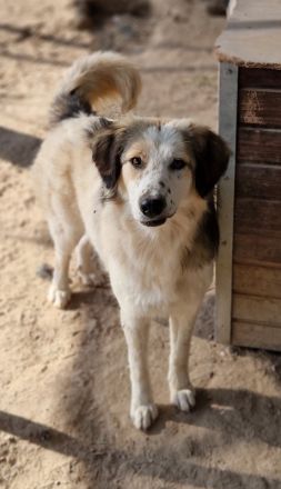 Soave und Moelleux, geb. ca. 12/2023, lebt in GRIECHENLAND, im städt. Tierheim Serres