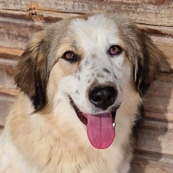 Soave und Moelleux, geb. ca. 12/2023, lebt in GRIECHENLAND, im städt. Tierheim Serres