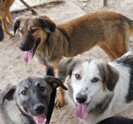 Soave und Moelleux, geb. ca. 12/2023, lebt in GRIECHENLAND, im städt. Tierheim Serres