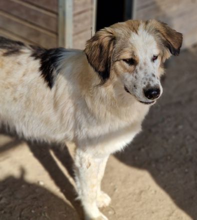 Soave und Moelleux, geb. ca. 12/2023, lebt in GRIECHENLAND, im städt. Tierheim Serres