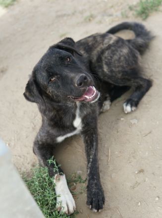 Targa, geb. ca. 12/2023, lebt in GRIECHENLAND, im städt. Tierheim Serres