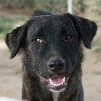 Targa, geb. ca. 12/2023, lebt in GRIECHENLAND, im städt. Tierheim Serres