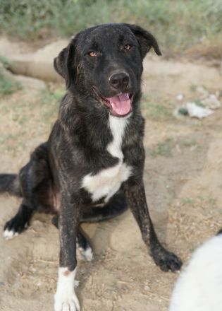 Targa, geb. ca. 12/2023, lebt in GRIECHENLAND, im städt. Tierheim Serres