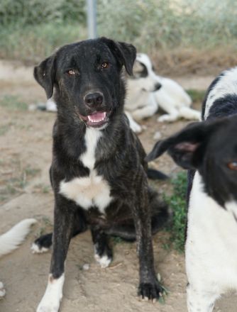 Targa, geb. ca. 12/2023, lebt in GRIECHENLAND, im städt. Tierheim Serres