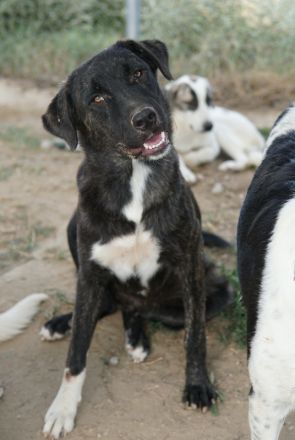 Targa, geb. ca. 12/2023, lebt in GRIECHENLAND, im städt. Tierheim Serres