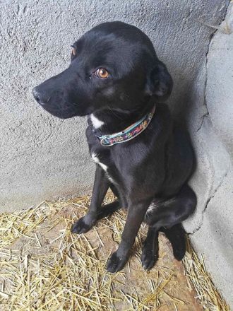 Bella, sehr menschenbezogen