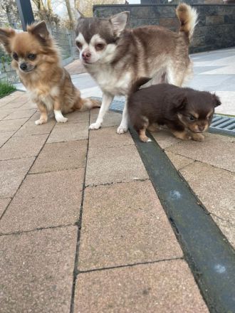 Chihuahua langhaar in Schoko Tan