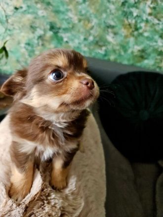 Chihuahua langhaar in Schoko Tan