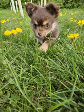 Chihuahua langhaar in Schoko Tan