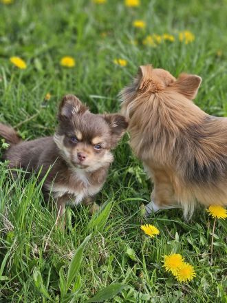 Chihuahua langhaar in Schoko Tan