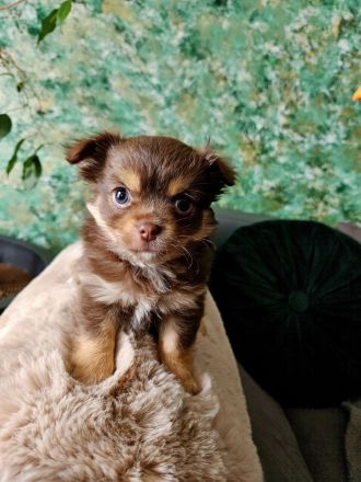 Chihuahua langhaar in Schoko Tan