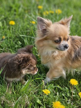 Chihuahua langhaar in Schoko Tan