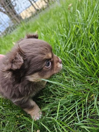 Chihuahua langhaar in Schoko Tan