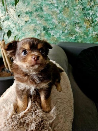 Chihuahua langhaar in Schoko Tan