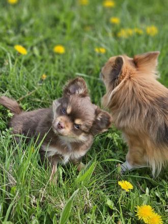Chihuahua langhaar in Schoko Tan