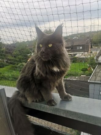 Typvolle Maine Coon Kitten mit Stammbaum