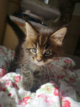 Typvolle Maine Coon Kitten mit Stammbaum