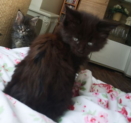 Typvolle Maine Coon Kitten mit Stammbaum