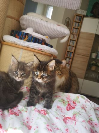 Typvolle Maine Coon Kitten mit Stammbaum