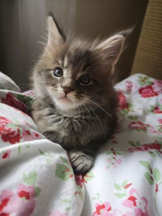Typvolle Maine Coon Kitten mit Stammbaum