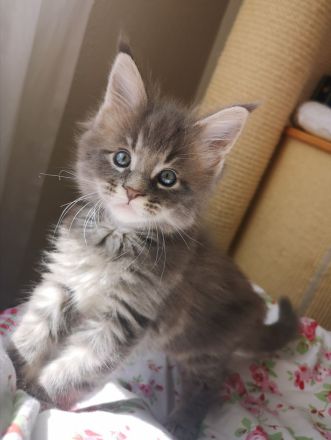 Typvolle Maine Coon Kitten mit Stammbaum
