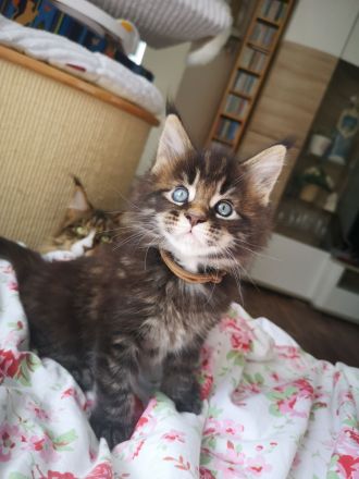 Typvolle Maine Coon Kitten mit Stammbaum